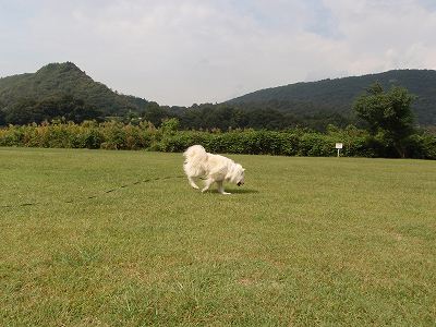 愛知県で犬とキャンプを楽しむ