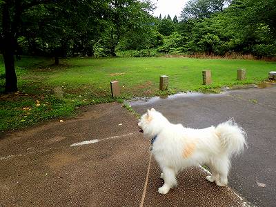 石川県で犬とキャンプを楽しむ