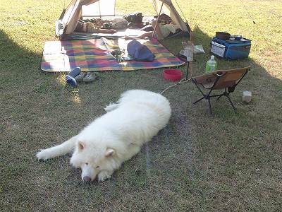 香川県で犬とキャンプを楽しむ
