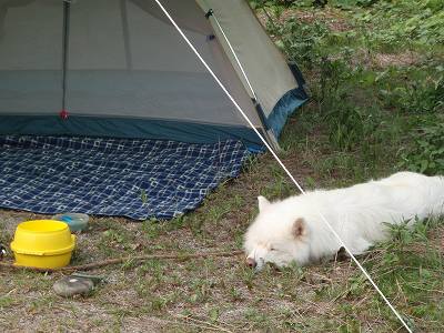 徳島県で犬とキャンプを楽しむ