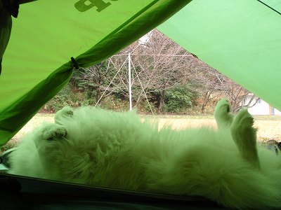 鳥取県で犬とキャンプを楽しむ